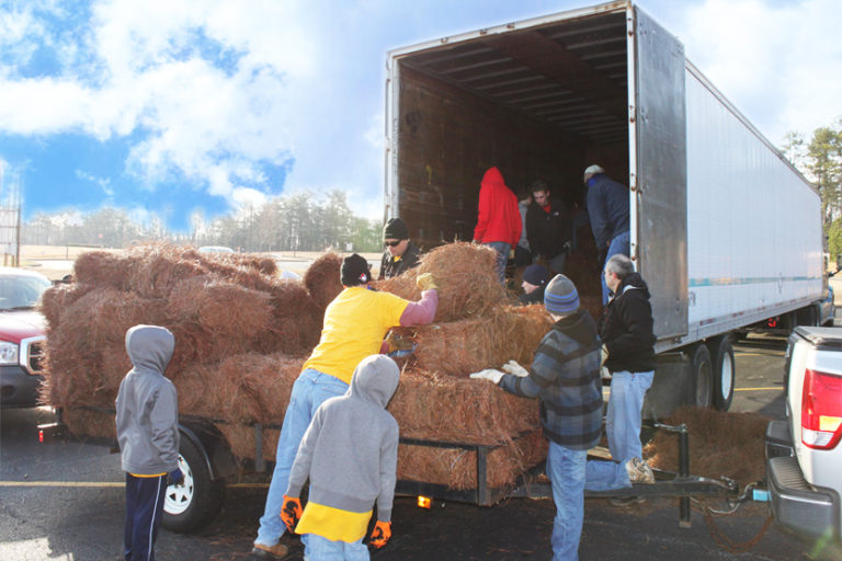 IMG_7712_833x555 Finest Pine Straw