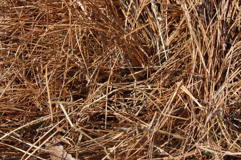 PineStraw1 Finest Pine Straw