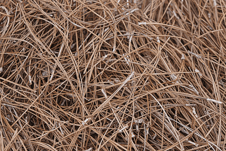 Pine Straw Gainesville GA Finest Pine Straw