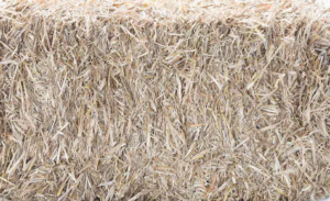 Wheat straw needle 1