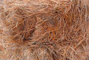 long_needle_pinestraw1 georgia's finest Pinestraw long needle pine straw